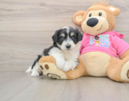8 week old Aussiechon Puppy For Sale - Premier Pups