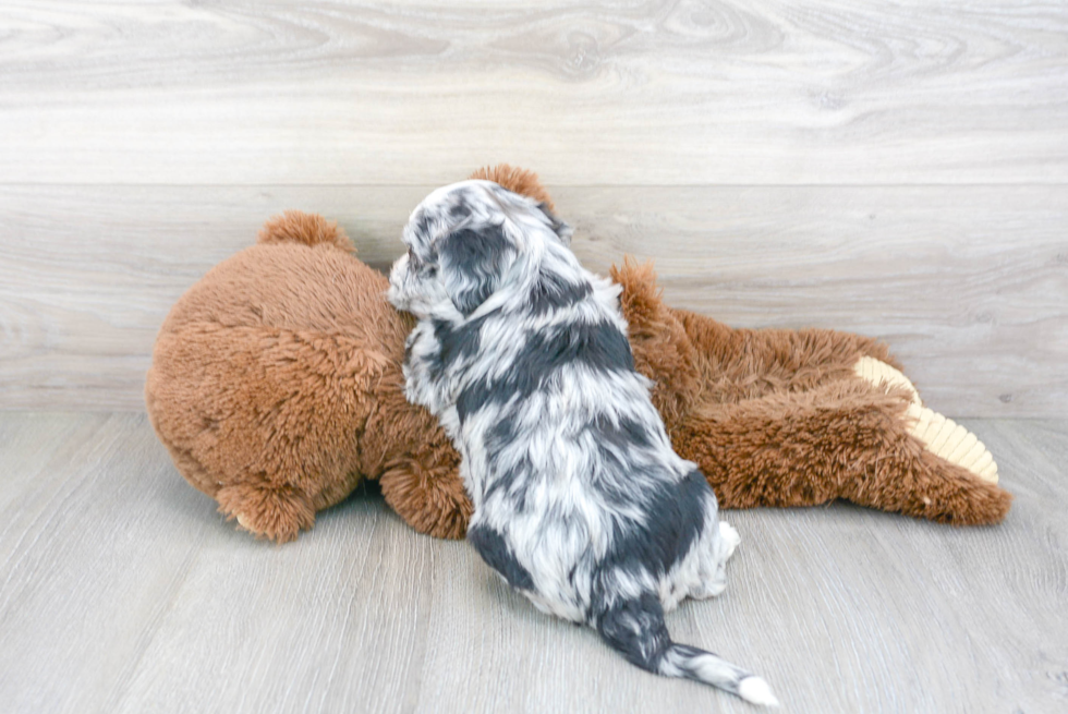 Small Aussiechon Baby