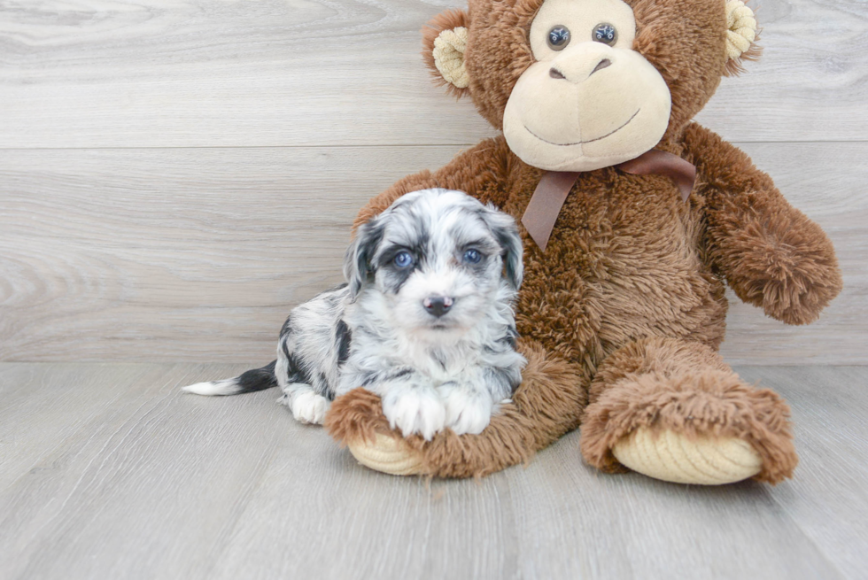 Best Aussiechon Baby