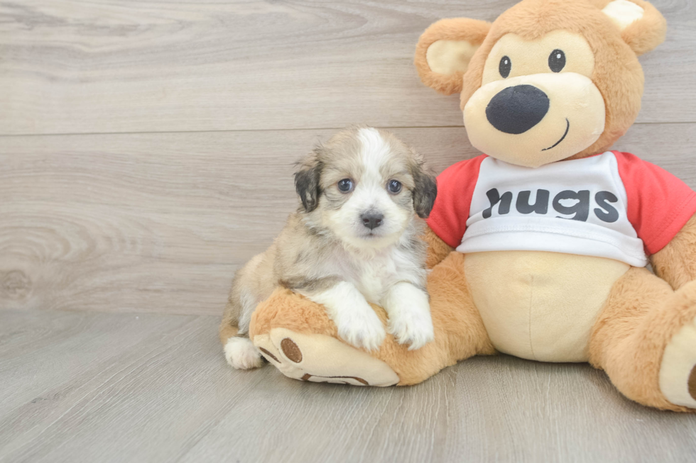 Aussiechon Pup Being Cute