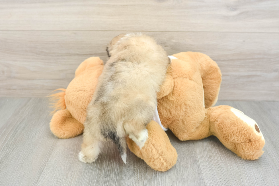 Aussiechon Pup Being Cute