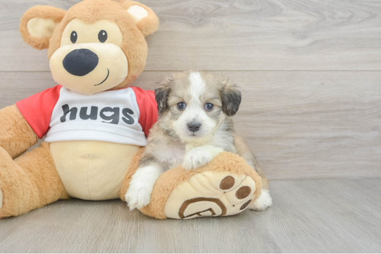 Hypoallergenic Aussie Bichon Designer Puppy