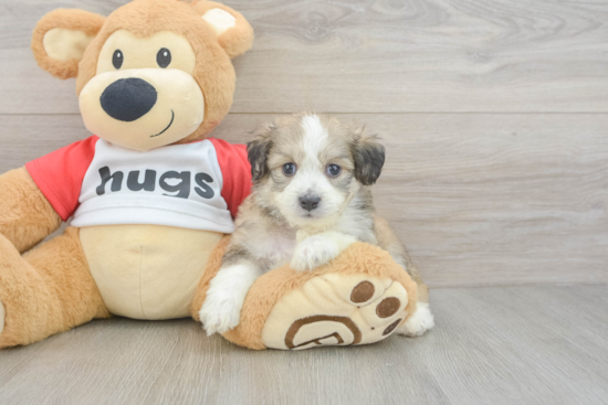 Hypoallergenic Aussie Bichon Designer Puppy