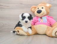 7 week old Aussiechon Puppy For Sale - Premier Pups