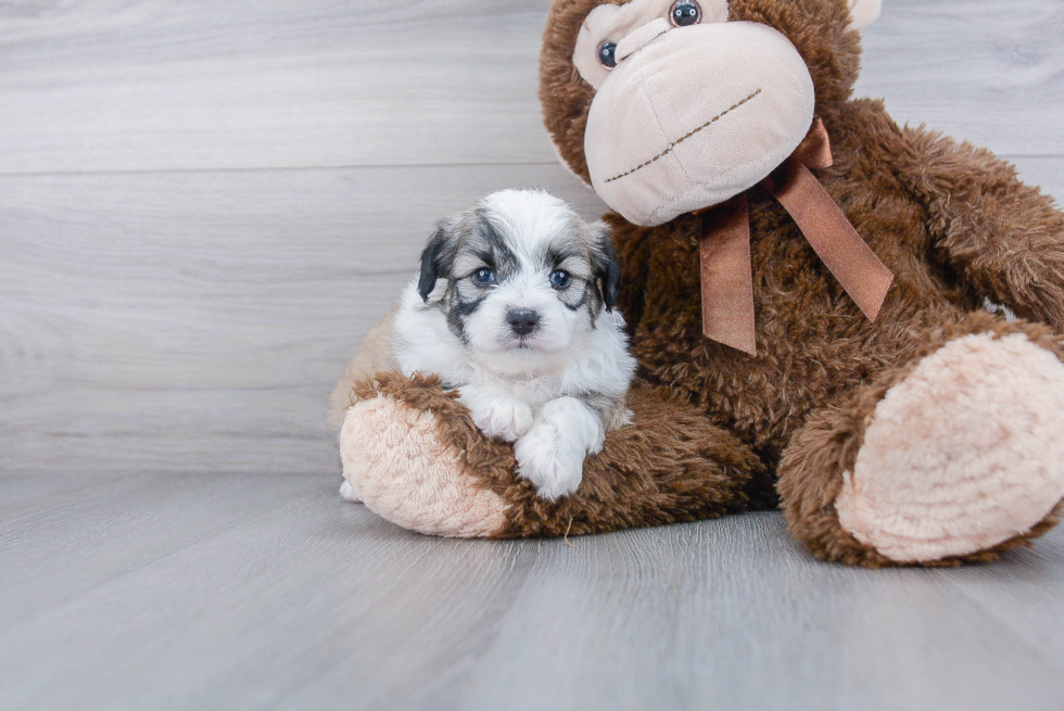 Aussiechon Puppy for Adoption