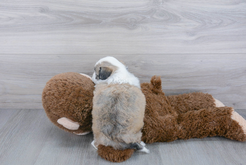 Best Aussiechon Baby