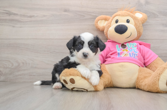 Smart Aussiechon Designer Pup