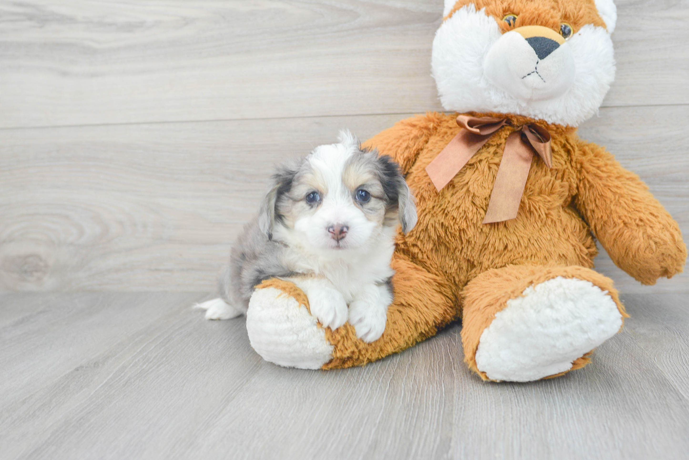Aussiechon Pup Being Cute