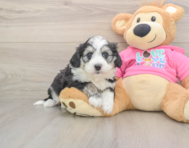 8 week old Aussiechon Puppy For Sale - Premier Pups