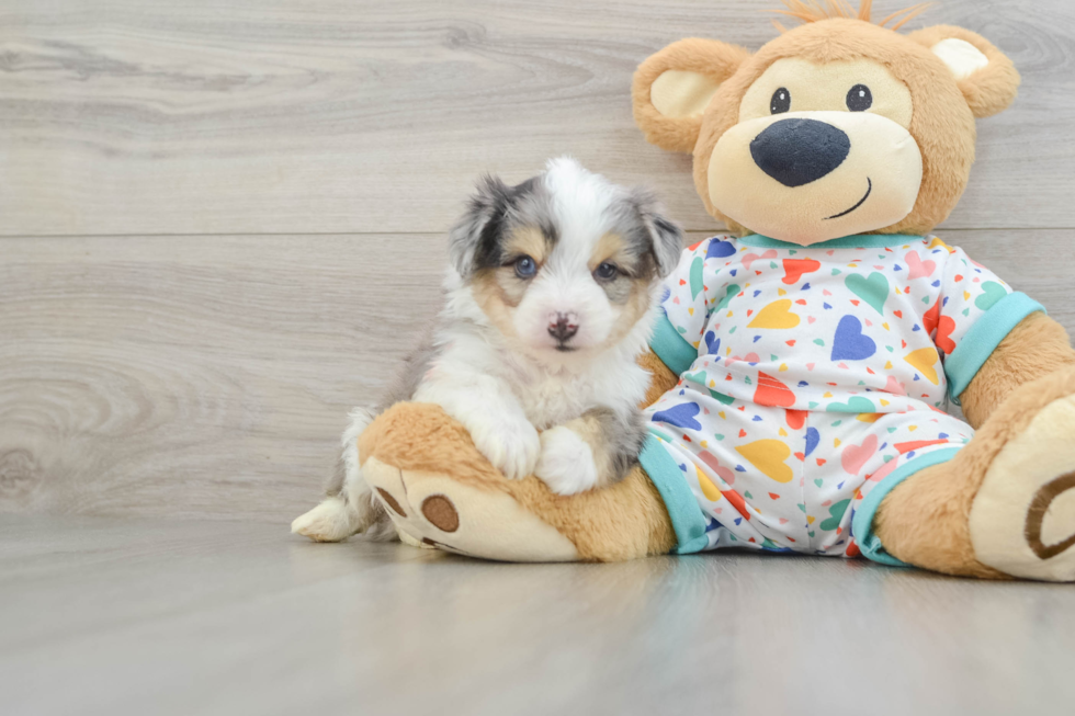 Energetic Aussie Bichon Designer Puppy