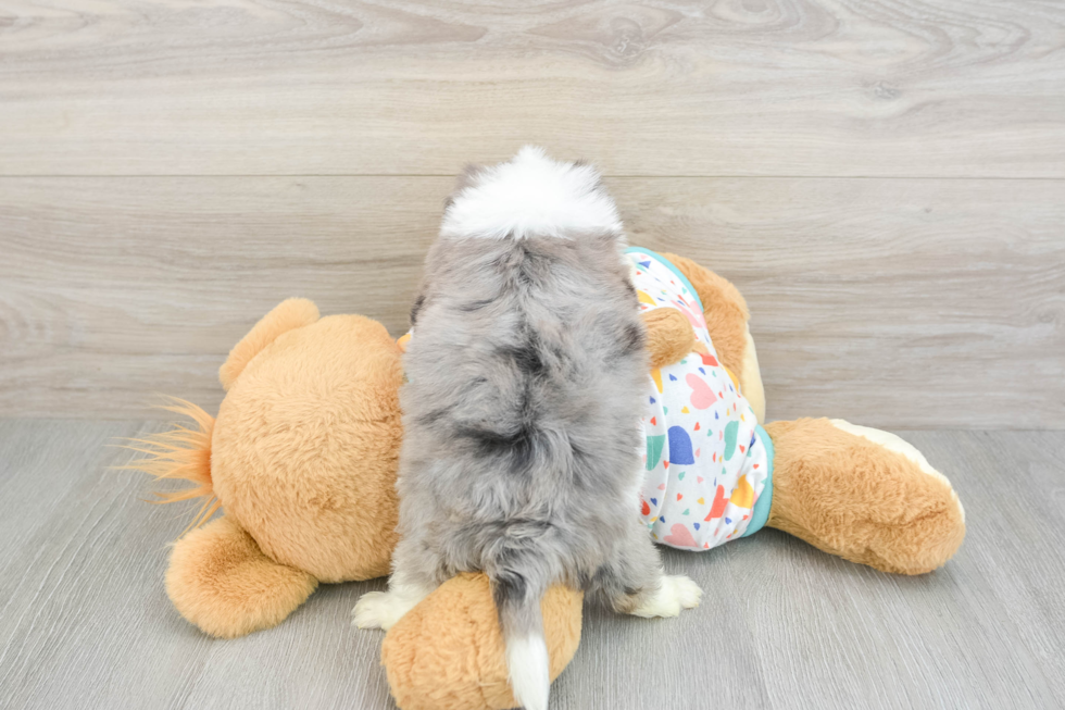 Aussiechon Pup Being Cute