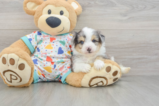 Adorable Aussie Bichon Designer Puppy