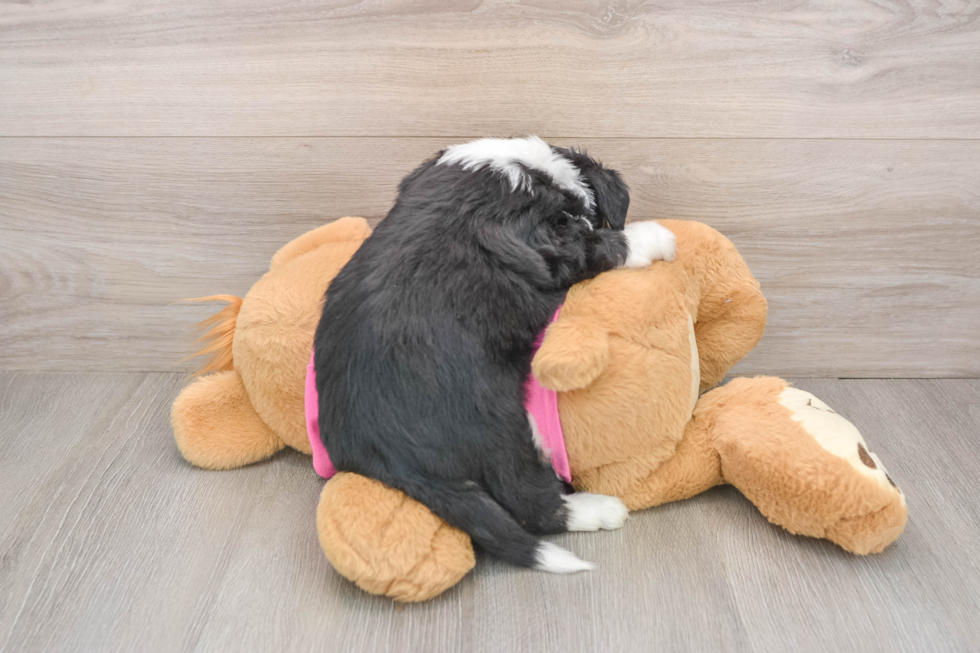 Best Aussiechon Baby