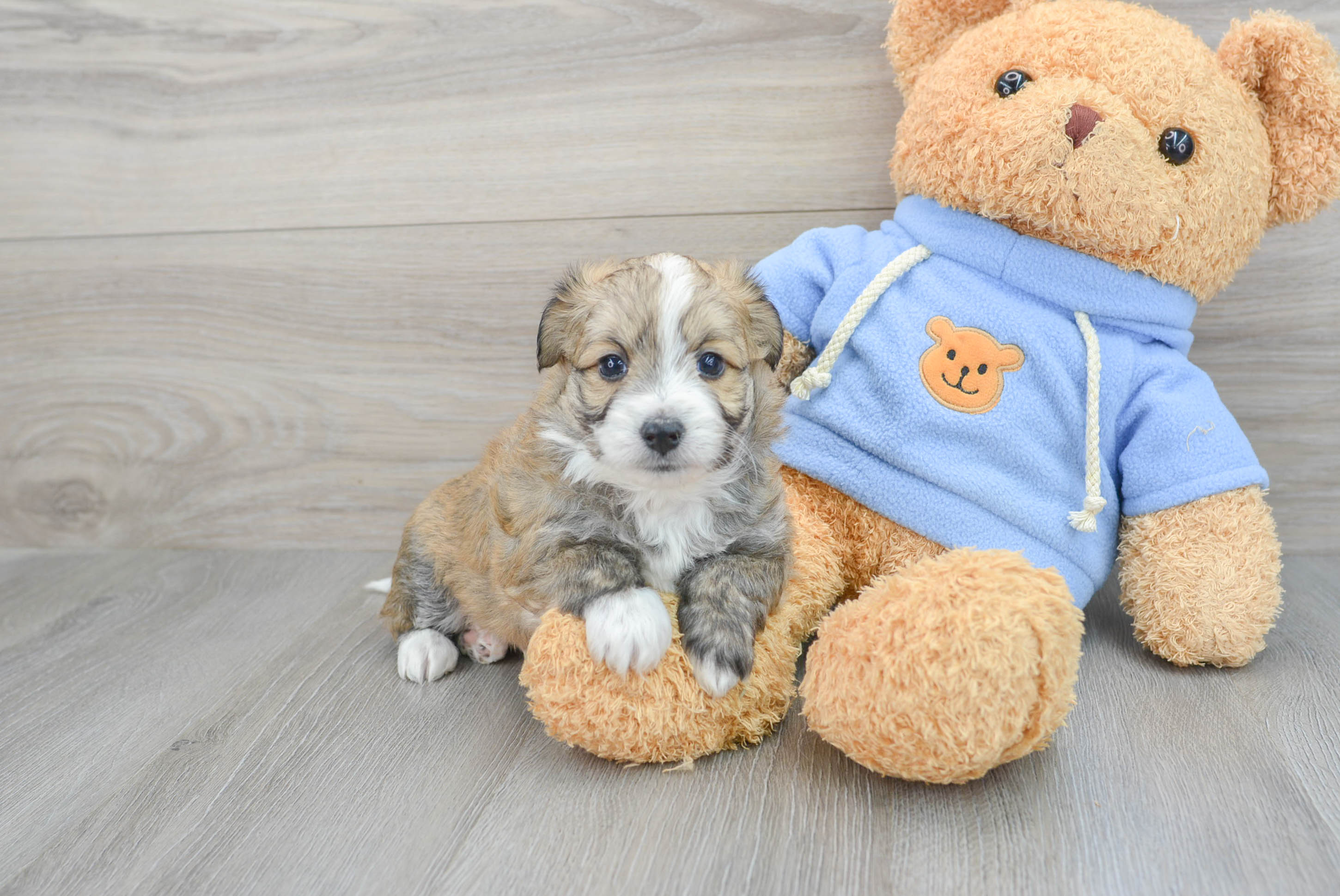 Adorable Australian Designer Puppy