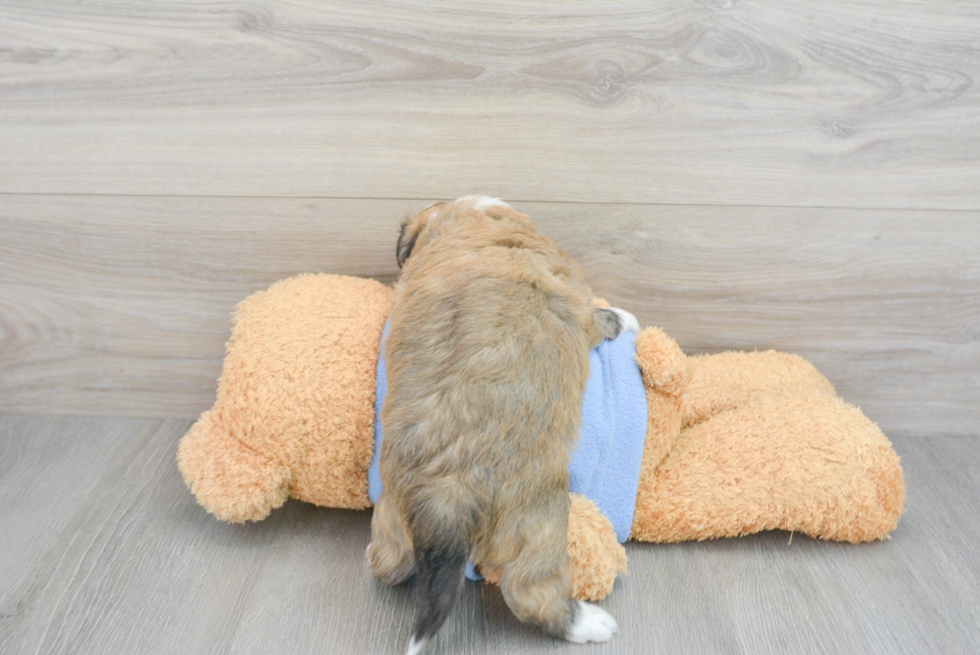 Sweet Aussiechon Baby