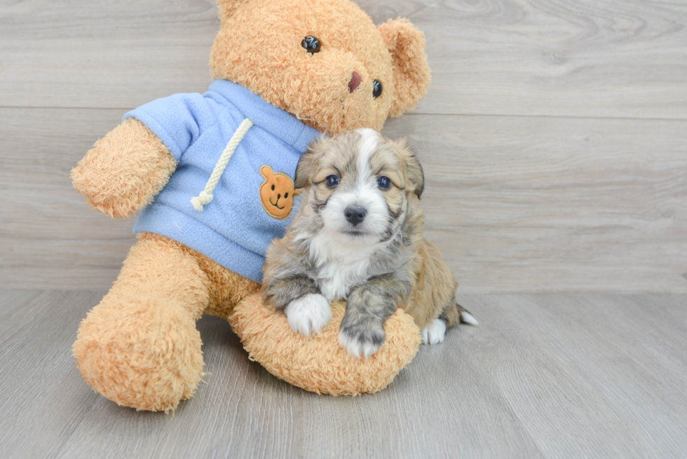 Playful Australian Designer Puppy