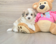 7 week old Aussiechon Puppy For Sale - Premier Pups