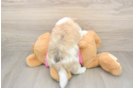 Playful Aussie Bichon Designer Puppy