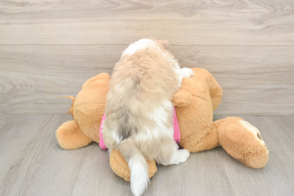 Playful Aussie Bichon Designer Puppy