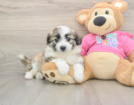 7 week old Aussiechon Puppy For Sale - Premier Pups