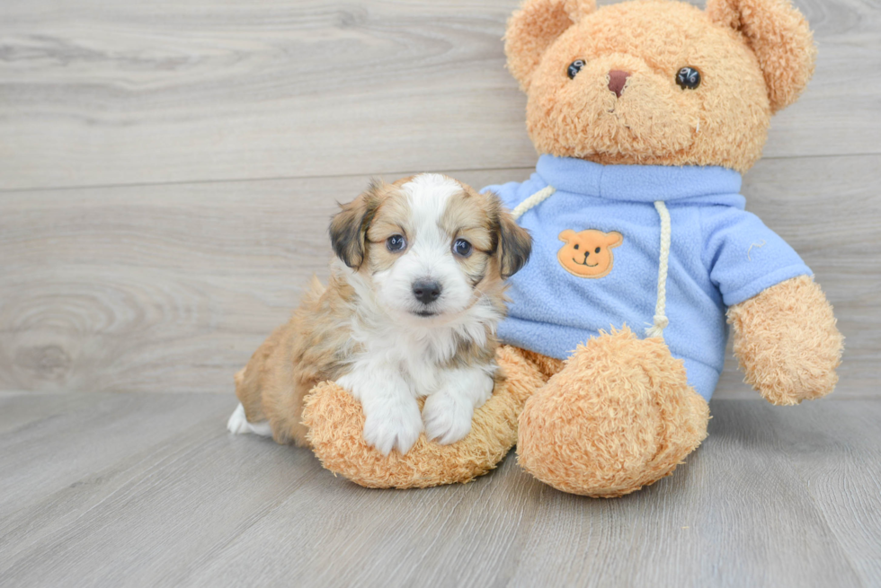 Playful Australian Designer Puppy