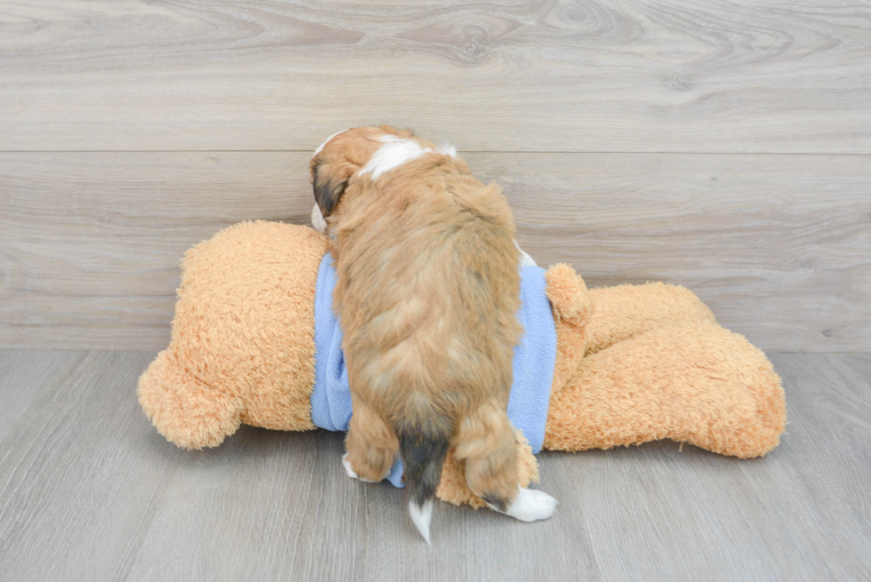 Cute Aussiechon Baby