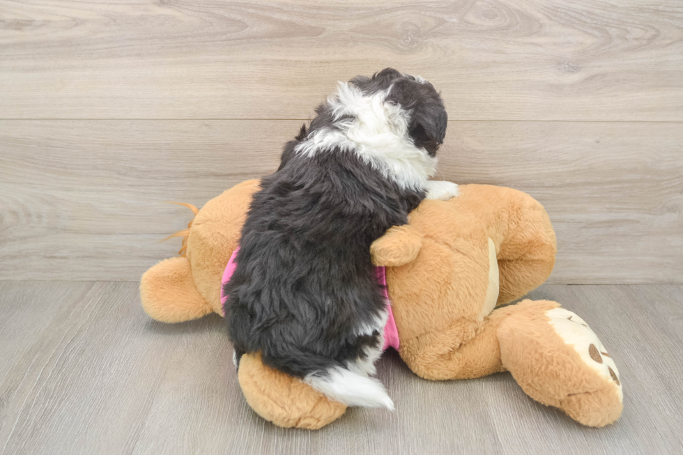 Sweet Aussiechon Baby