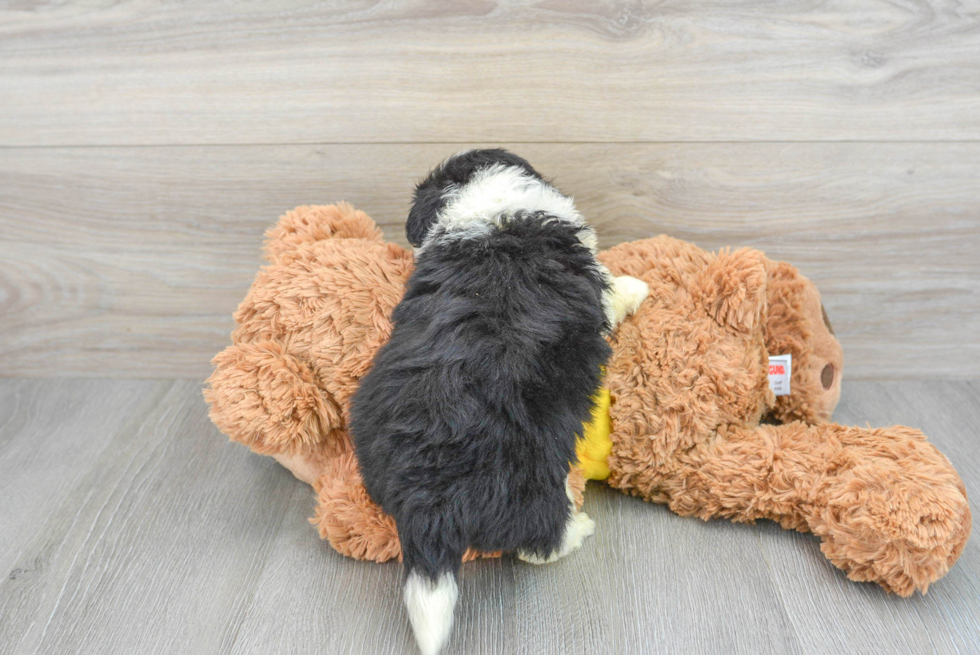 Aussiechon Pup Being Cute