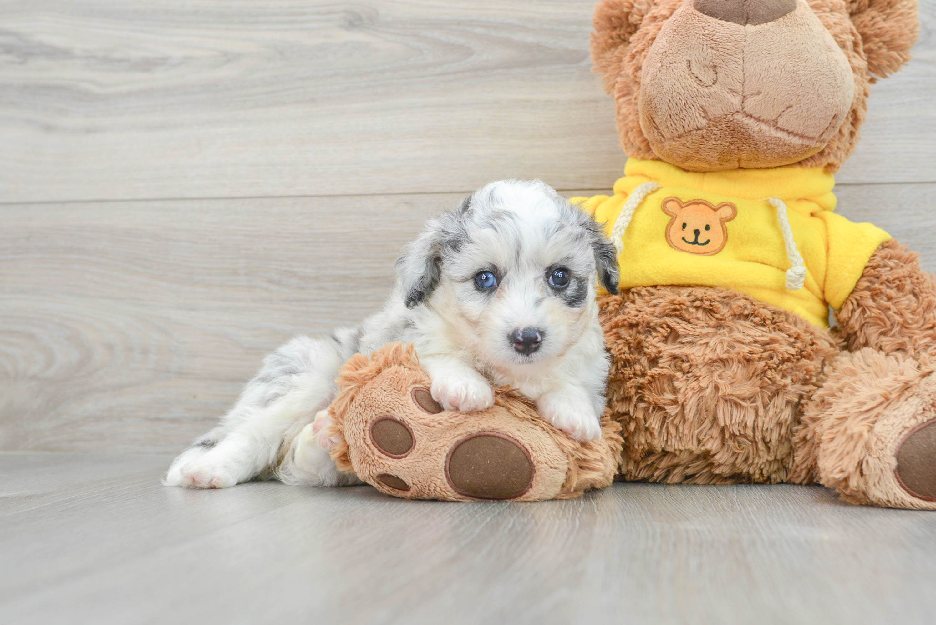 Aussiechon Puppy for Adoption