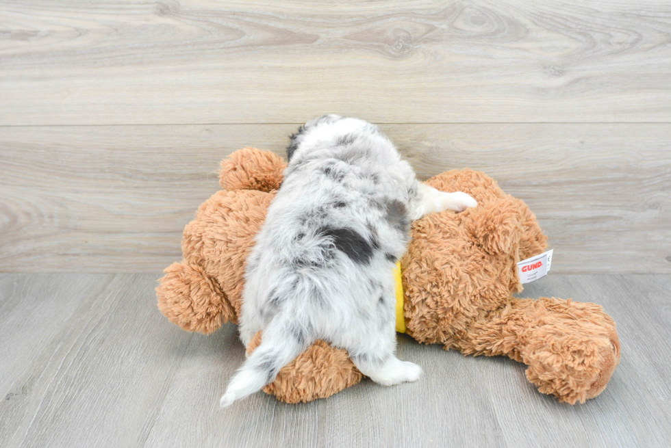 Sweet Aussiechon Baby