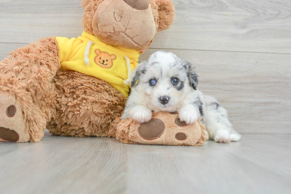 Smart Aussiechon Designer Pup