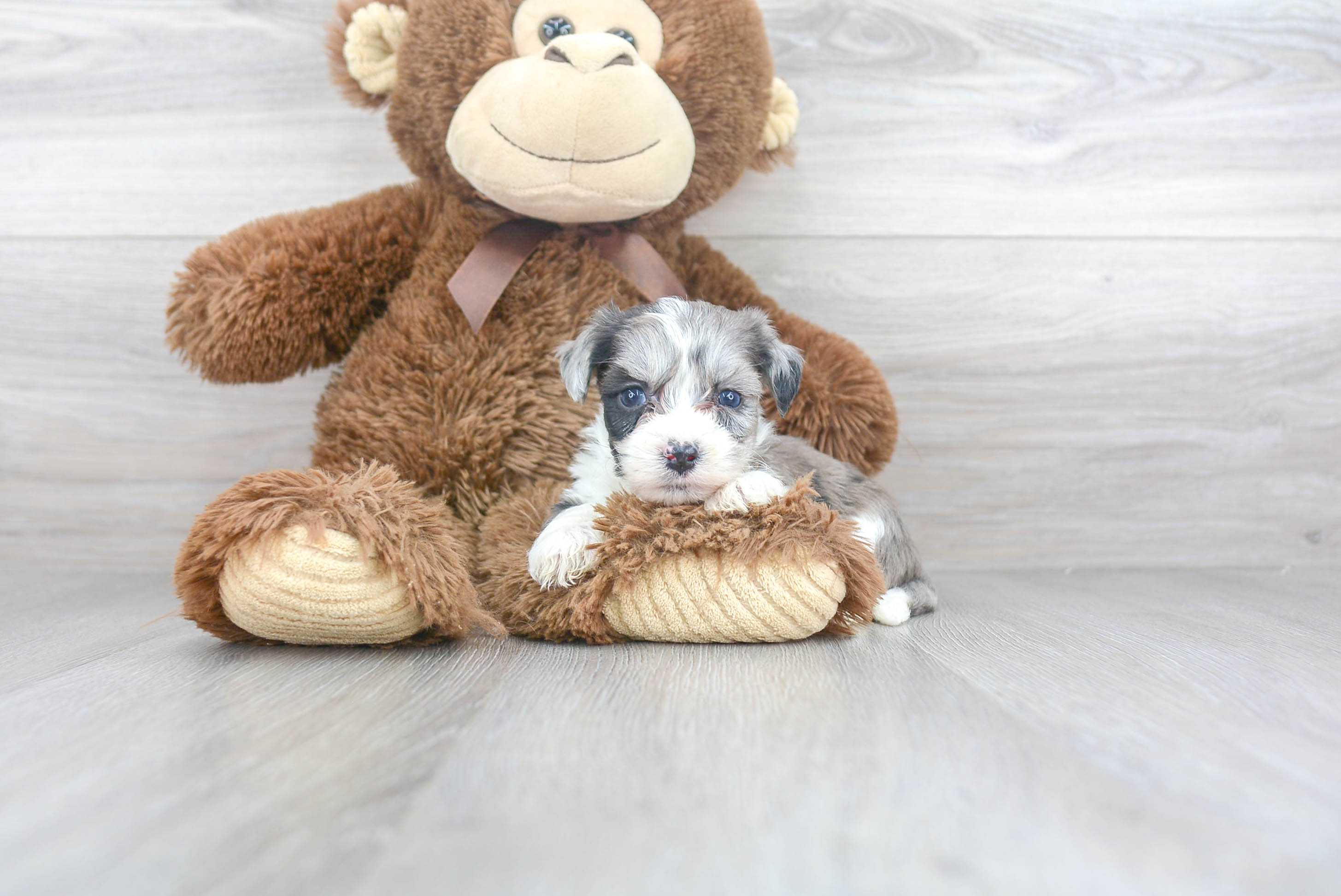 Aussiechon Pup Being Cute