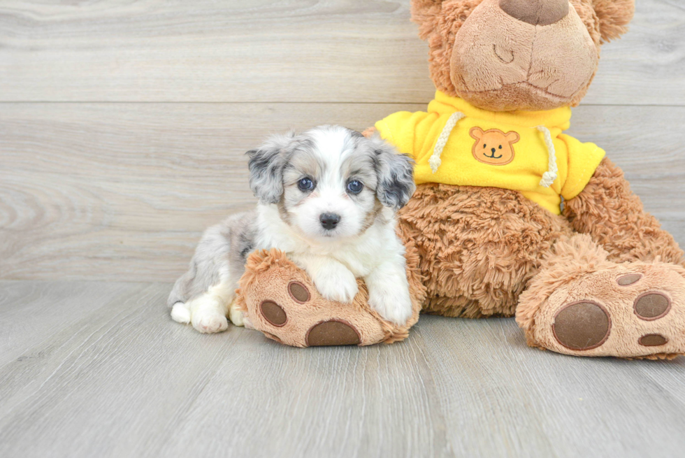 Small Aussiechon Baby