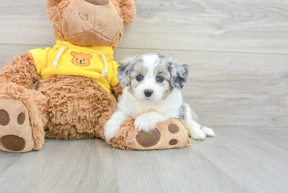 Aussiechon Pup Being Cute
