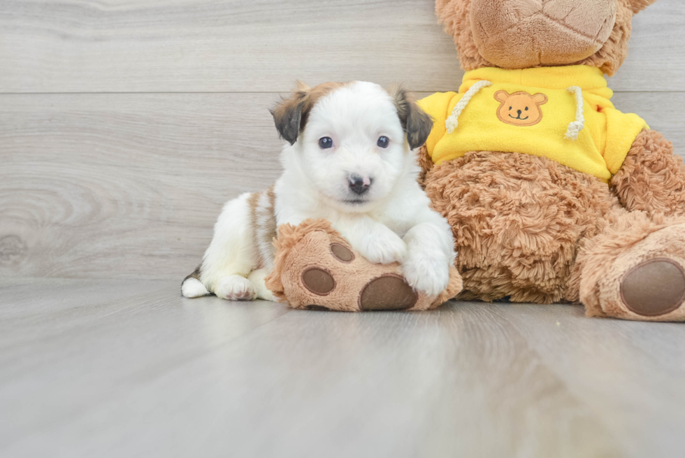 Aussiechon Pup Being Cute