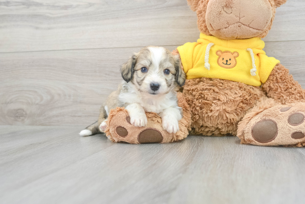 Aussiechon Pup Being Cute