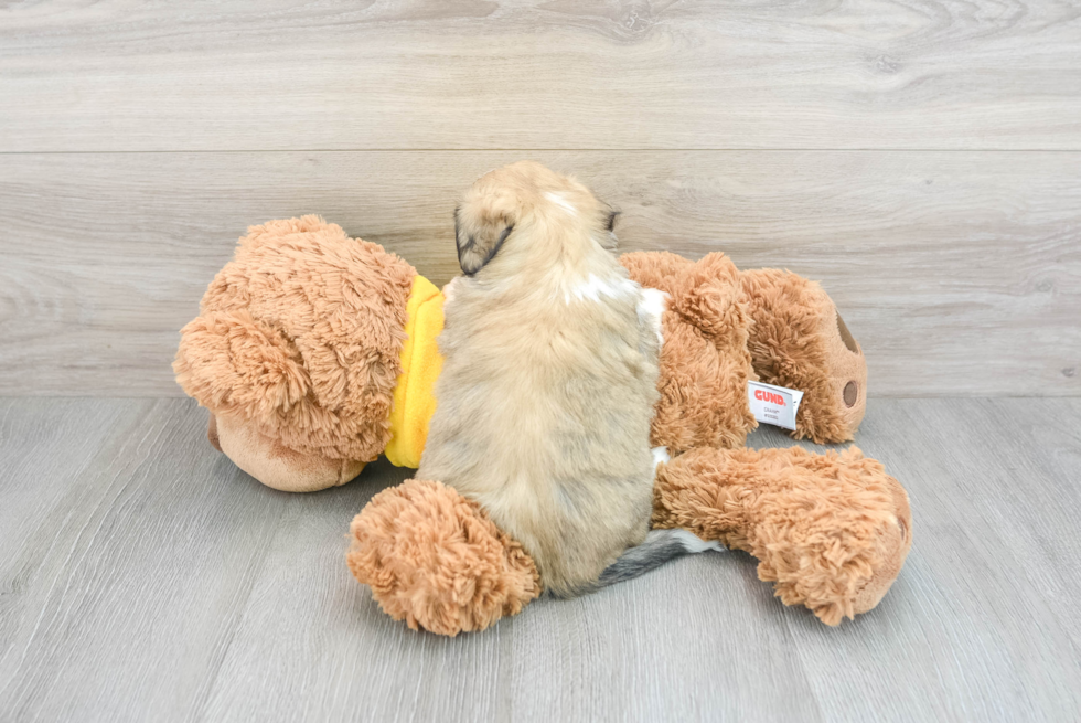 Aussiechon Puppy for Adoption