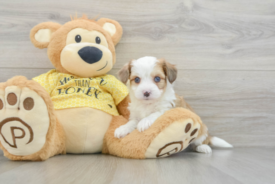 Happy Aussiechon Baby