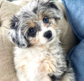 Aussiechon Puppies For Sale - Premier Pups