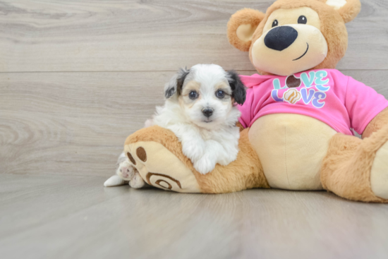 Aussiechon Pup Being Cute