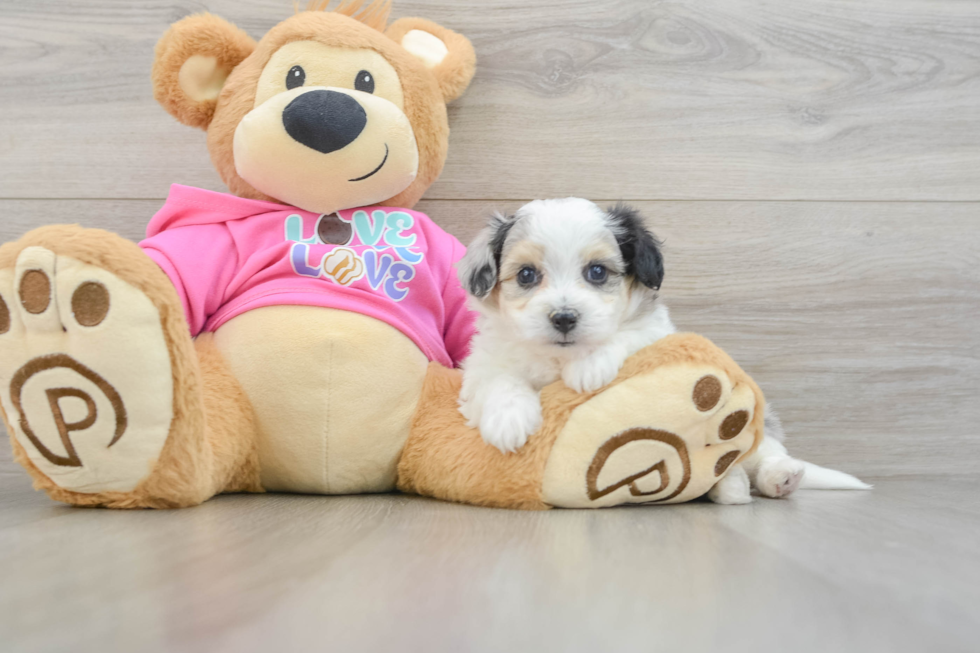 Funny Aussiechon Designer Pup