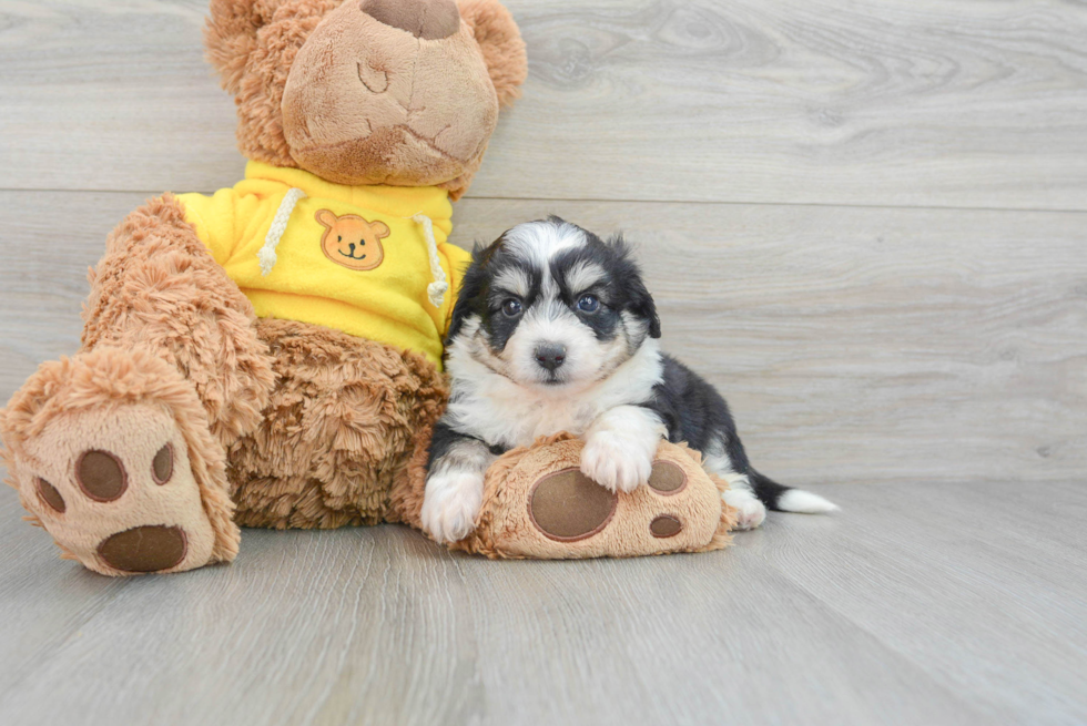 Aussiechon Puppy for Adoption