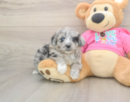 6 week old Aussiechon Puppy For Sale - Premier Pups