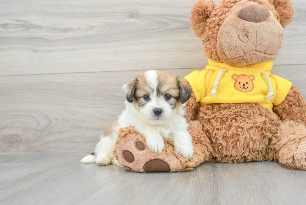 Cute Aussiechon Baby