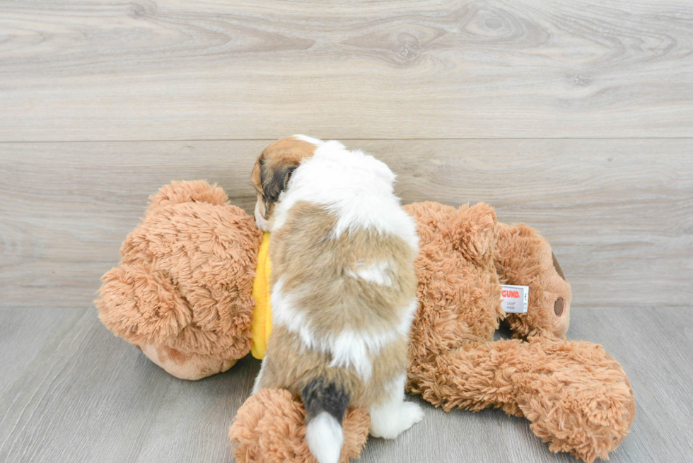 Aussiechon Pup Being Cute