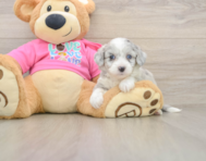 6 week old Aussiechon Puppy For Sale - Premier Pups