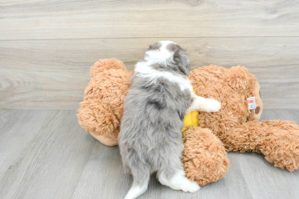 Aussiechon Pup Being Cute