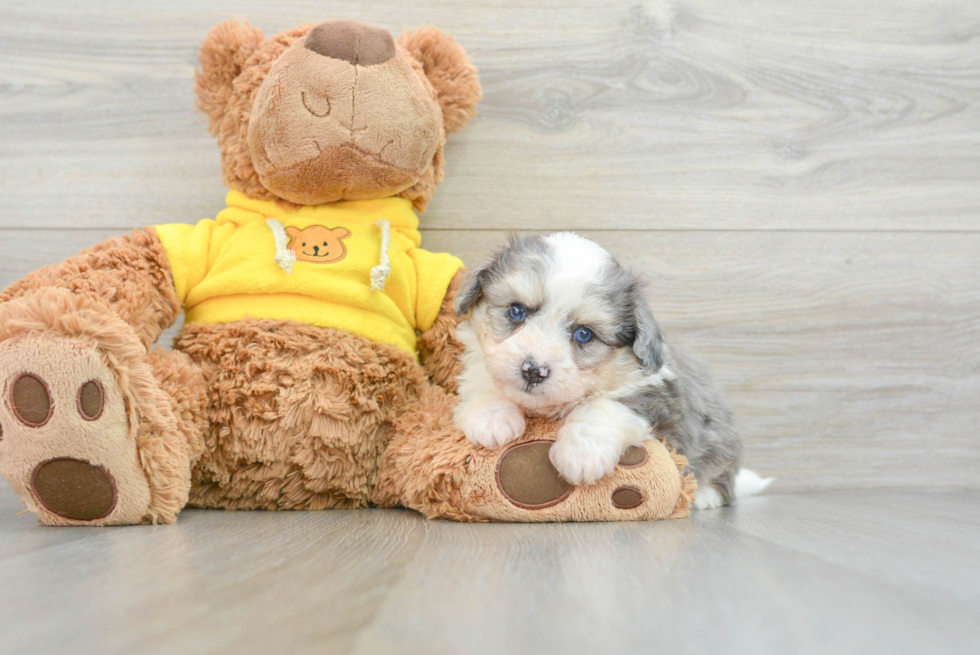 Petite Aussiechon Designer Pup