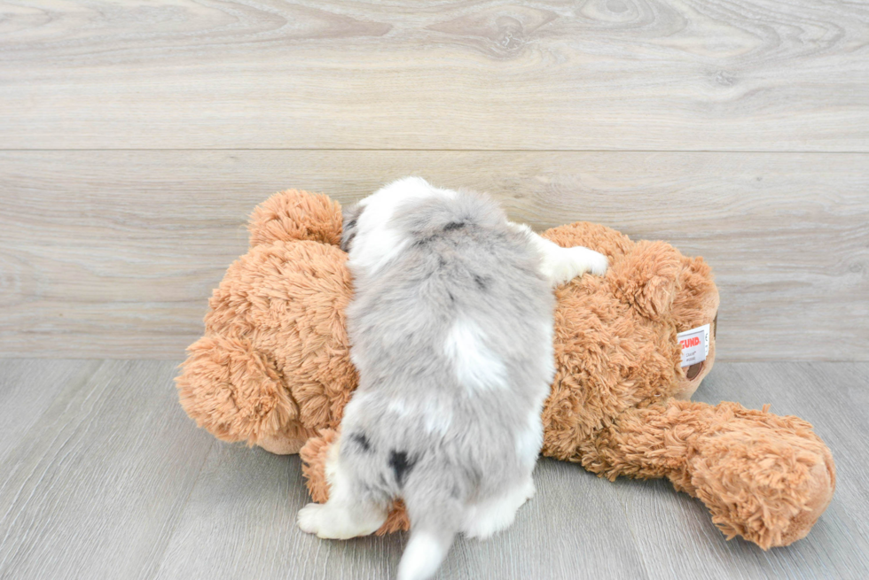 Aussiechon Puppy for Adoption