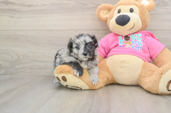 Popular Aussiechon Designer Pup